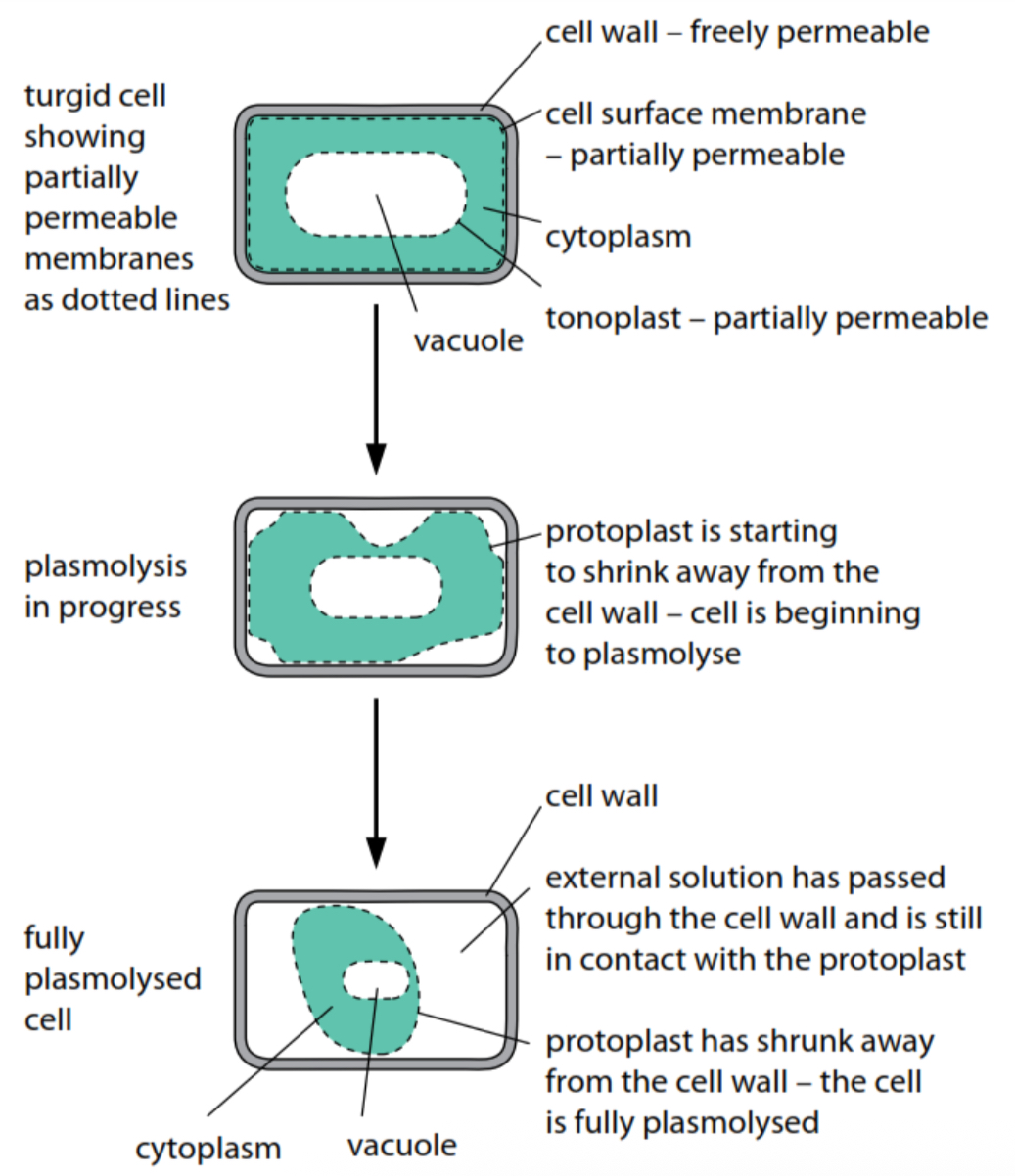 <p>Plasmolysis in plant cells</p>