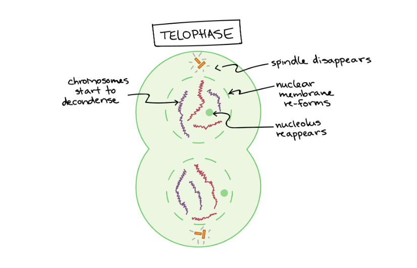 <p>Telophase</p>