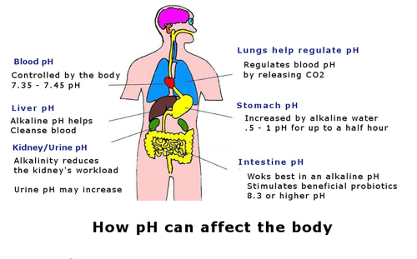 <p>1. intracellular - oxygen used for cellular function, byproducts: CO2 &amp; H20</p><p>2. lungs (eliminate CO2)</p><p>3. renals (excrete H+ &amp; reabsorb bicarbonate)</p>