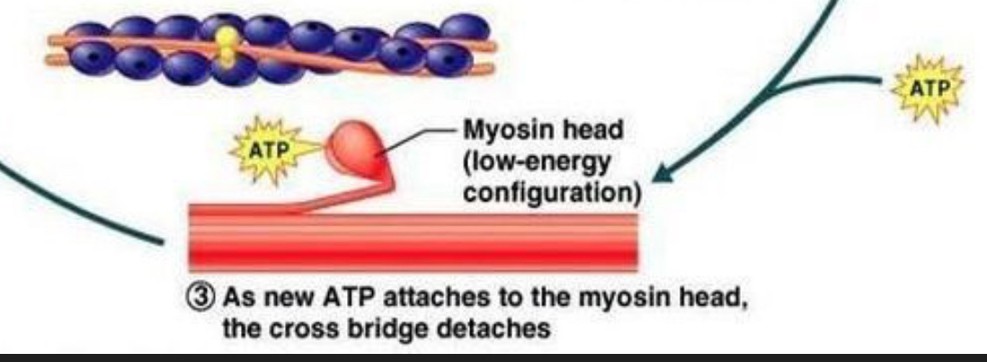 <p><strong>Cross-bridge detachment</strong> </p><p>A <strong>new ATP binds</strong> to myosin → myosin <strong>lets go</strong> of actin.</p>