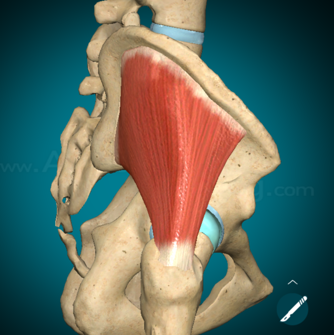 <p><u>Origine</u>: dalla faccia glutea, dalla cresta iliaca, dal tratto della faccia glutea dell’ileo compreso tra le linee glutee anteriore e posteriore e dalla spina iliaca anteriore superiore. I fasci muscolari si dirigono inferiormente convergendo in in un tendine che si inserisce alla faccia esterna del grande trocantere del femore</p><p><u>Innervazione</u>: dal nervo gluteo superiore</p><p><u>Azione</u>: abduce l’articolazione dell’anca, ruotandola internamente con i suoi fasci anteriori ed esternamente con i suoi fasci posteriori→ prendendo punto fisso sul femore, determina la retroversione della pelvi e la sua inclinazione ipsilaterale. Contraendosi bilateralmente, contribuisce al mantenimento della stazione eretta</p>