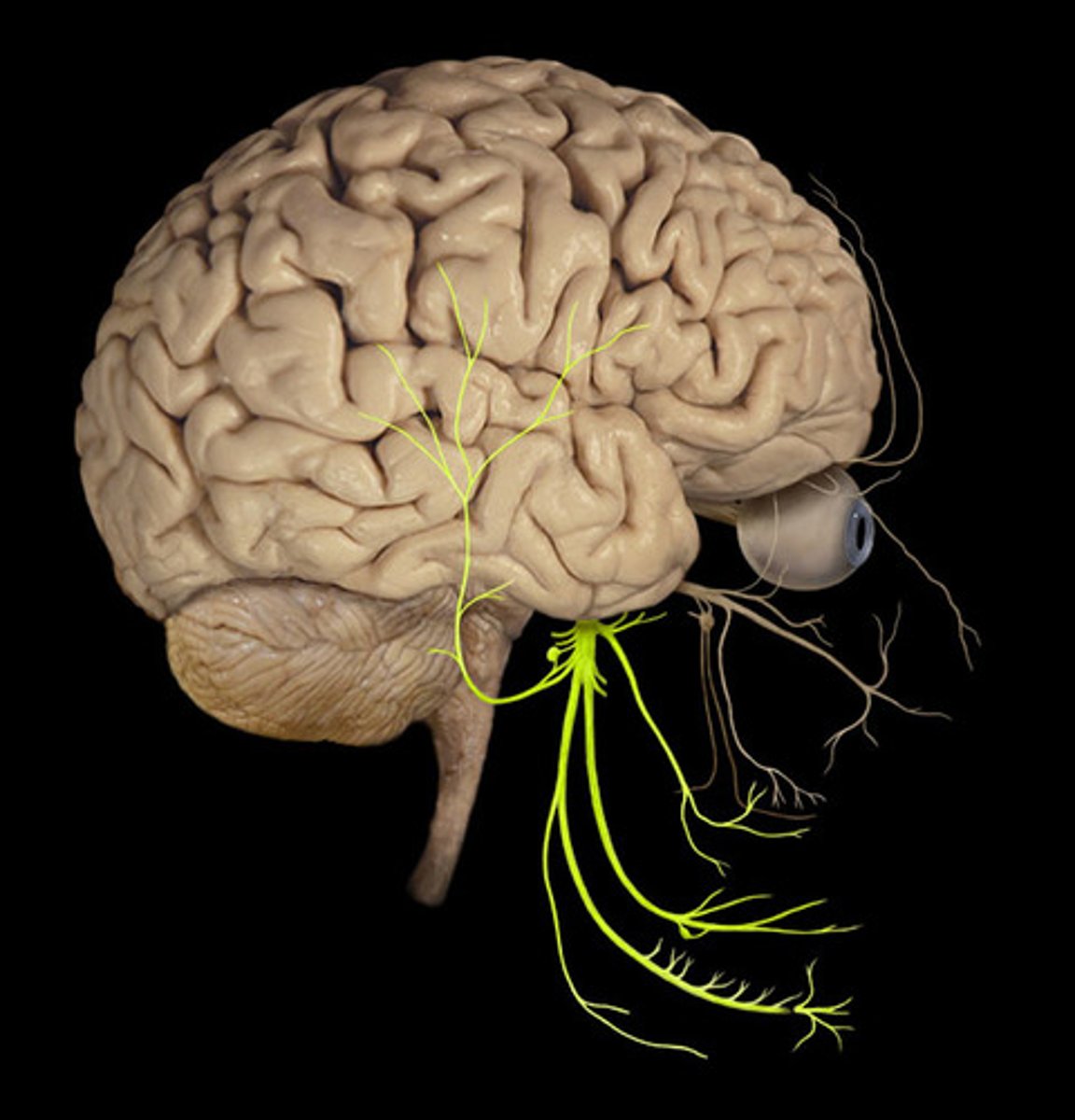 <p>mandibular nerve; third of three divisions of trigeminal nerve</p><p>passageway: foramen ovale</p><p>function: touch, temperature, and pain sensations from lower face in mandibular region (and mastication)</p>