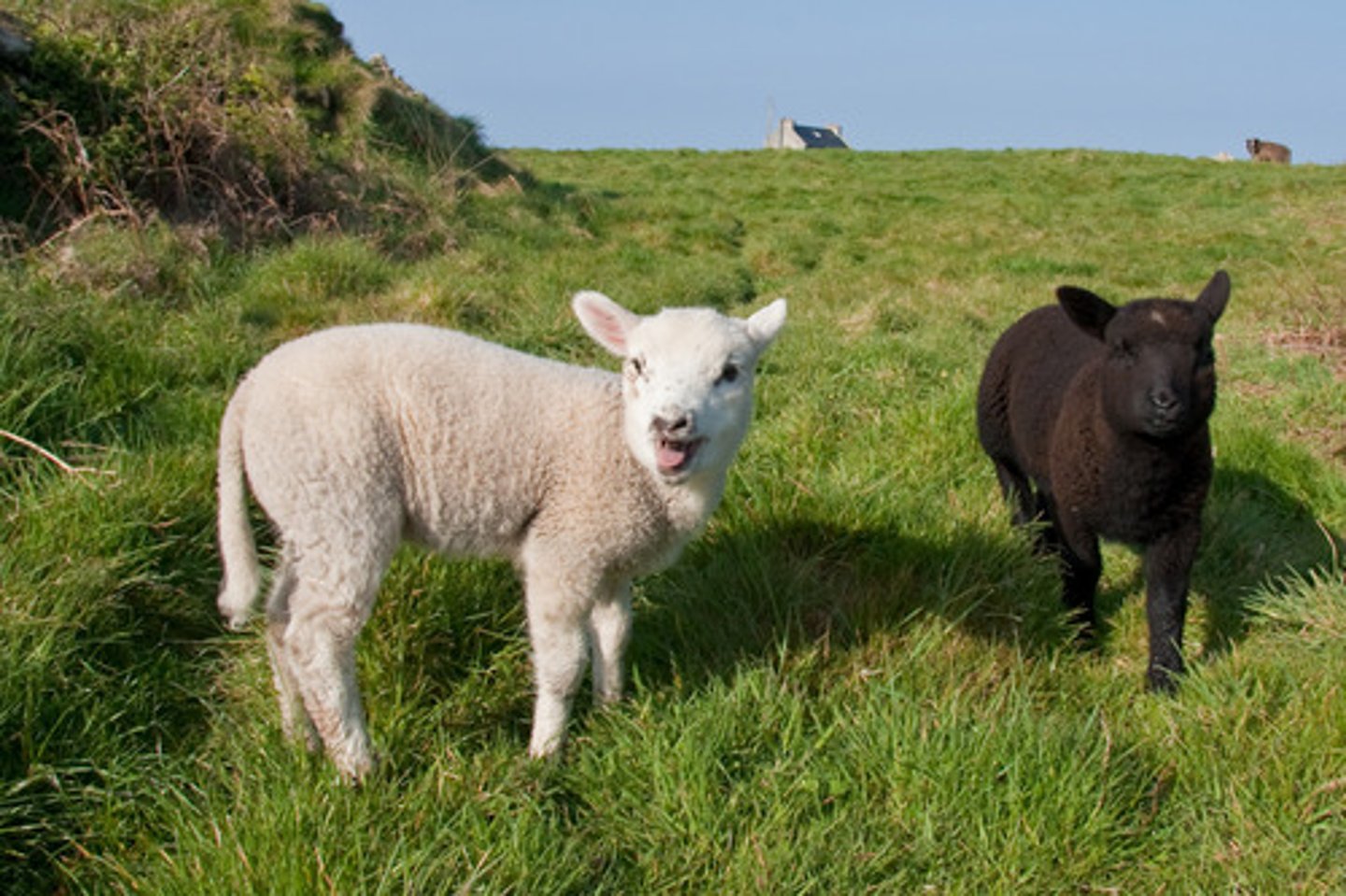 <p>to raise animals/breed</p>