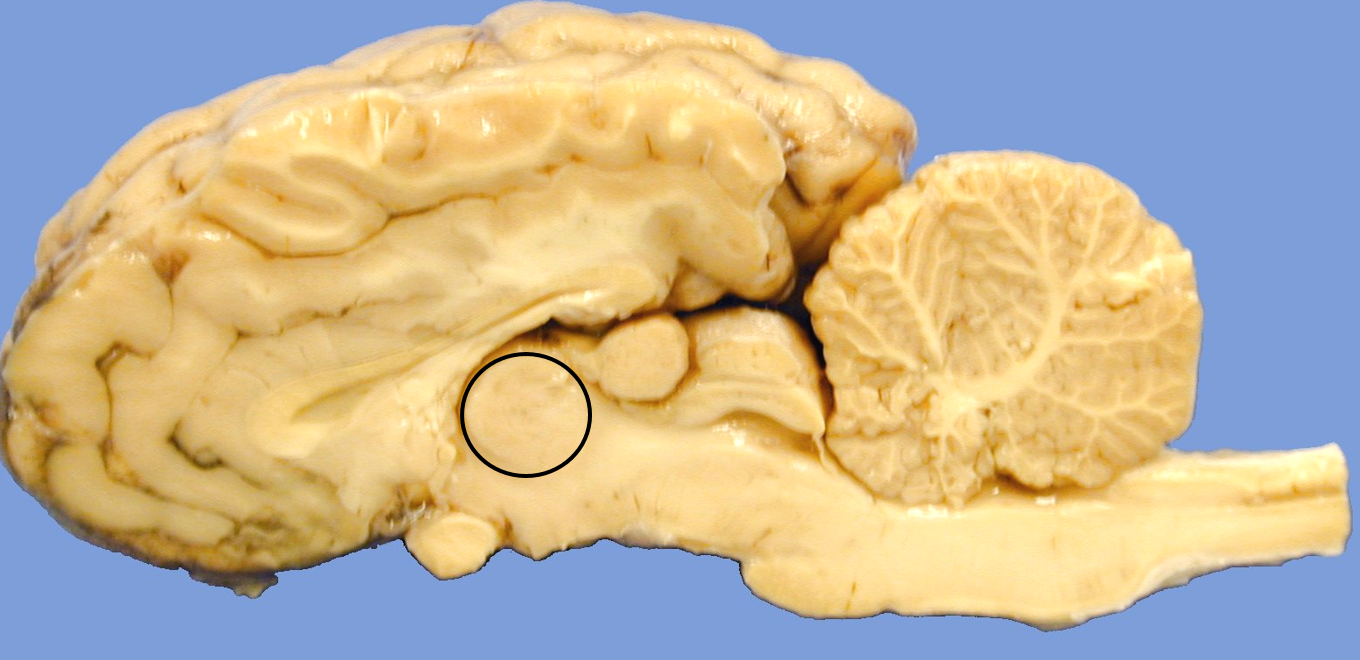 <p>name the structure</p>