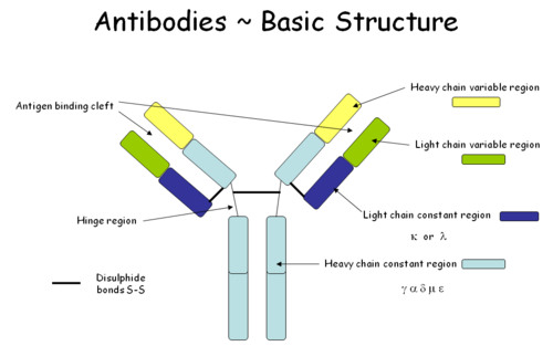 - The shape of antigen-binding site and side chains on amino acids are different for different antibodies
- Bonds form with specific antigen to form an antigen-antibody complex