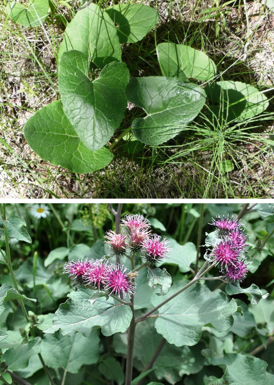 <p>Native, this is arrow-leaved coltsfoot! It’s invasive look-alike is great burdock.</p><p>Top photo: arrow-leaved coltsfoot (native):</p><ul><li><p>Leaves: Arrow-shaped</p></li><li><p>Flowers: Small, white</p></li></ul><p>Bottom photo: great burdock (invasive):</p><ul><li><p>Leaves: Heart-shaped and wavy</p></li><li><p>Flowers: Purple-pink with burrs</p></li></ul><p></p>