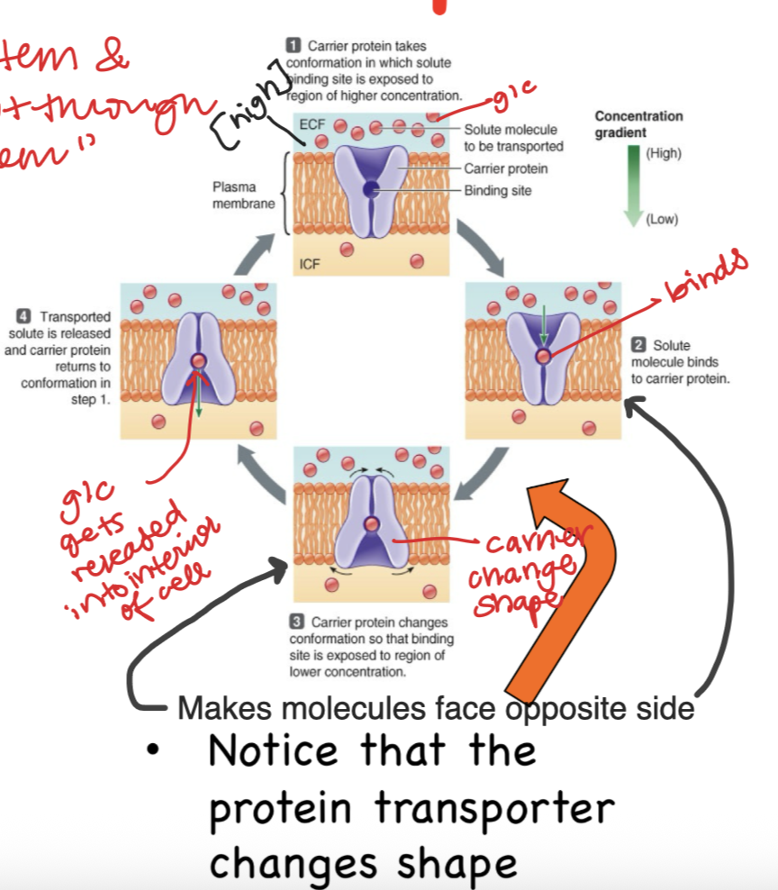 <ol><li><p>Takes conformation</p></li><li><p>Binds</p></li><li><p>Carrier Changes Shape</p></li><li><p>Glucose gets released into interior of cell</p><p>REPEAT</p></li></ol><p>Notes: Protein transporter changes shape</p>