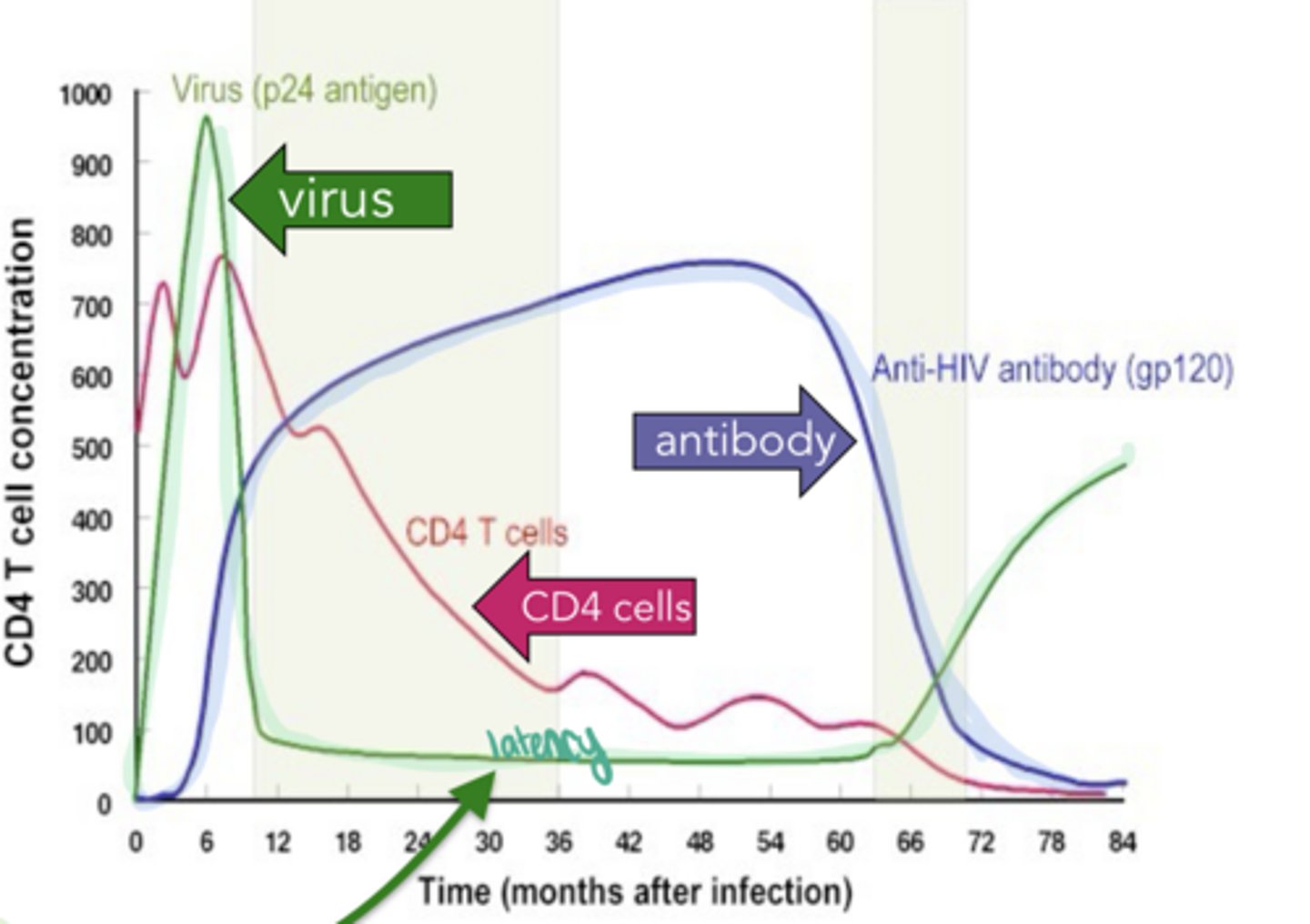 <p>Course of HIV Infection</p><p>-after acute infection, anti-HIV antibodies will form and push the virus into ___ for up to 10 years</p>