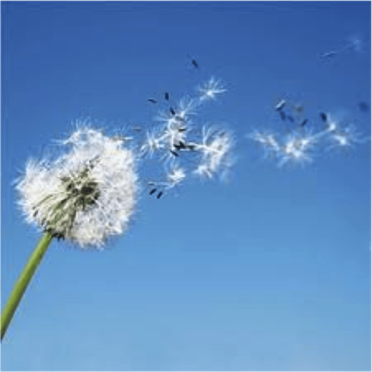 <p>To spread widely (especially information)</p>