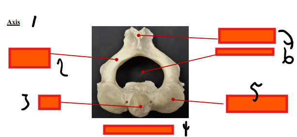 <p>axis</p>