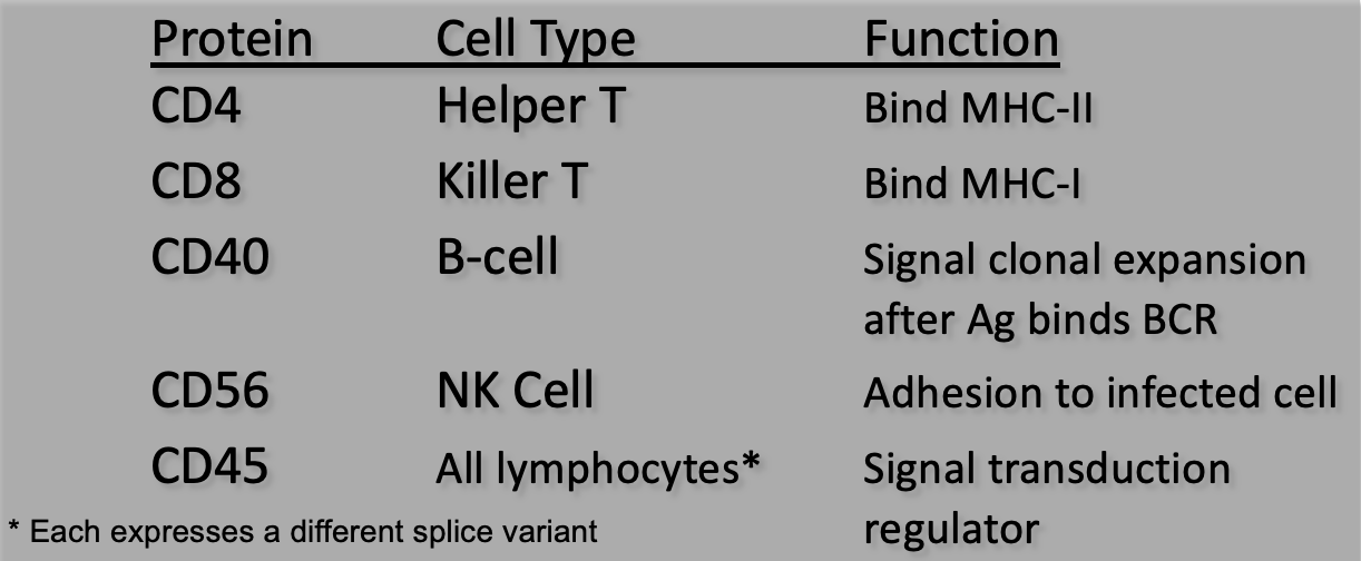 <ul><li><p><span><span>Lymphocytes of a particular type, at a given stage of development, have specific glycoproteins on their cell surface</span></span></p></li><li><p><span><span>These proteins are denoted CD for </span><u><span>c</span></u><span>luster of </span><u><span>d</span></u><span>ifferentiation (old term)</span></span></p></li></ul><ul><li><p><span><span>Each CD protein has a specific cell function (often signaling)</span></span></p></li><li><p><span><span>Some CD proteins are specific to one cell type, others are found on several</span></span></p></li></ul><p></p>