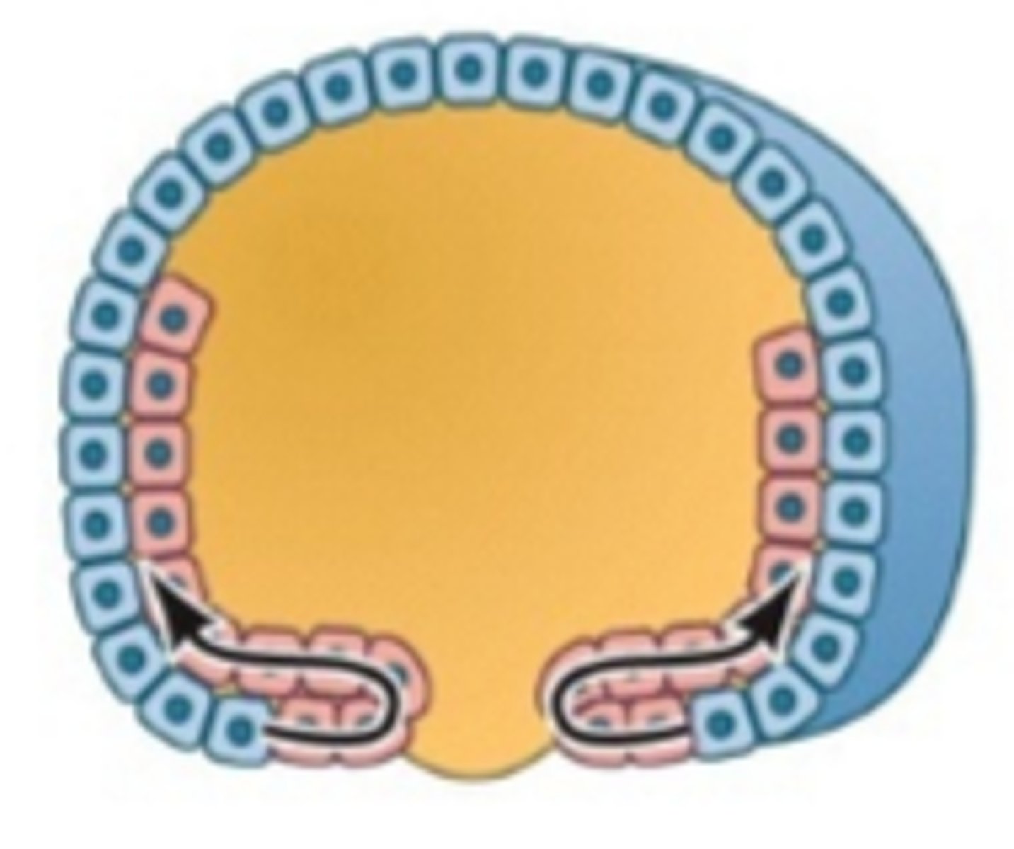 <p>involution</p>