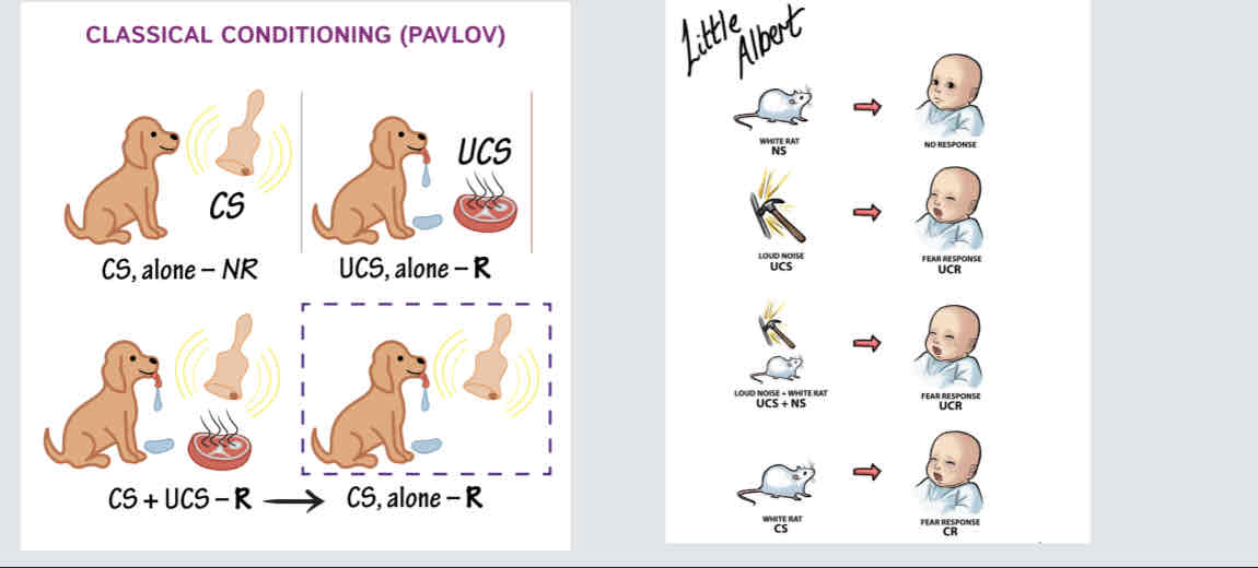 <p><strong>Classical conditioning</strong>: neutral stimulus &gt; learning &gt; Cs</p><p><strong>Priming</strong>: prior exposure to particular stimulus (prime) influence how individuals respond to related stimulus presented later on.</p><ul><li><p>Subconscious </p></li></ul>