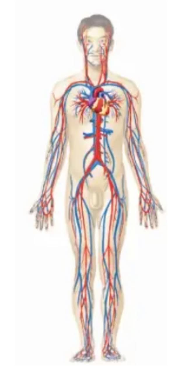 <p>What body system is this?</p>