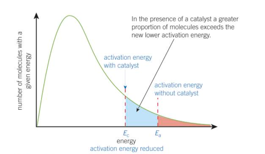 <ul><li><p>catalyst allows rxn to proceed via a different route with a lower Ea</p></li><li><p>therefore there are more molecules with energy above Ea with a catalyst</p></li></ul>