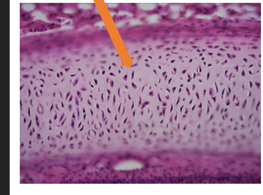 <p>what tissue is this </p>