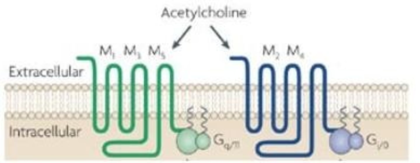 <p>Muscarinic receptors are G-protein coupled, while nicotinic receptors are ionotropic.</p>