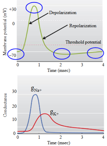 <ul><li><p>A measure of how easily ions can flow across the membrane, represented by ‘g’.</p></li><li><p>At the beginning of a AP, there is a increase in Na⁺ conductance. </p><ul><li><p>This tapers off quickly. </p></li></ul></li><li><p>At the beginning of a AP for K⁺, there is a slight delay before there is a K⁺ conductance increase (opening of K⁺ voltage channels). </p><ul><li><p>Tapers off. </p></li></ul></li></ul><p></p>