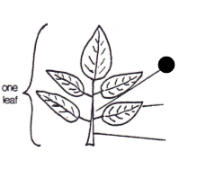 <p>Part of leaf?</p>