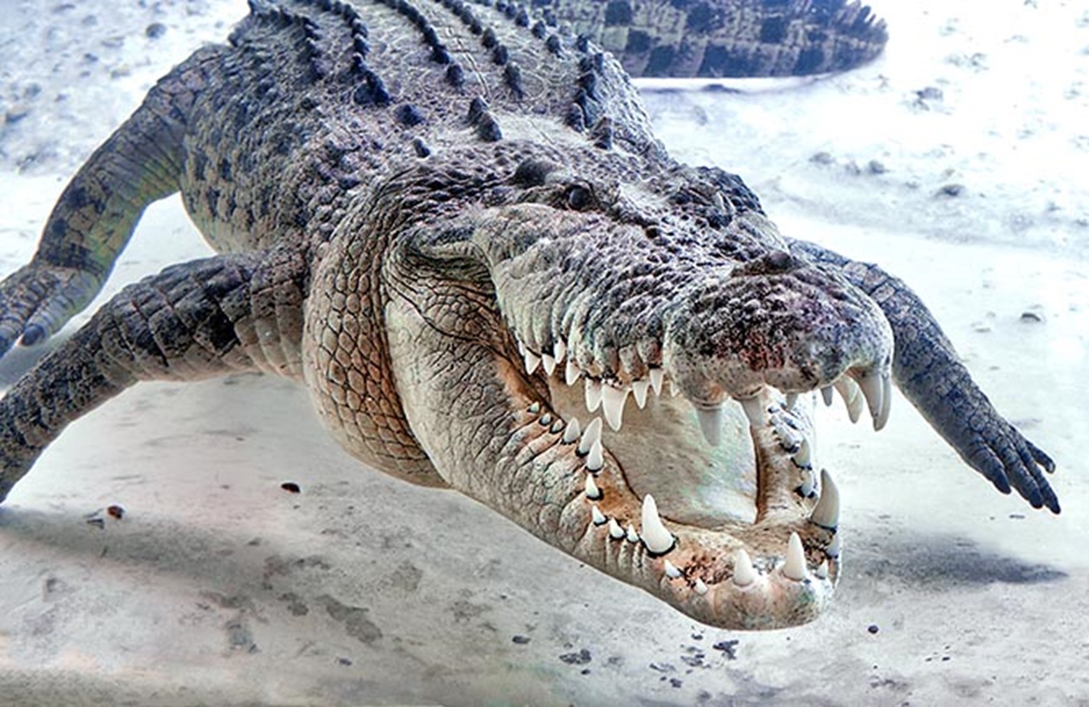 Crocodylus porosus