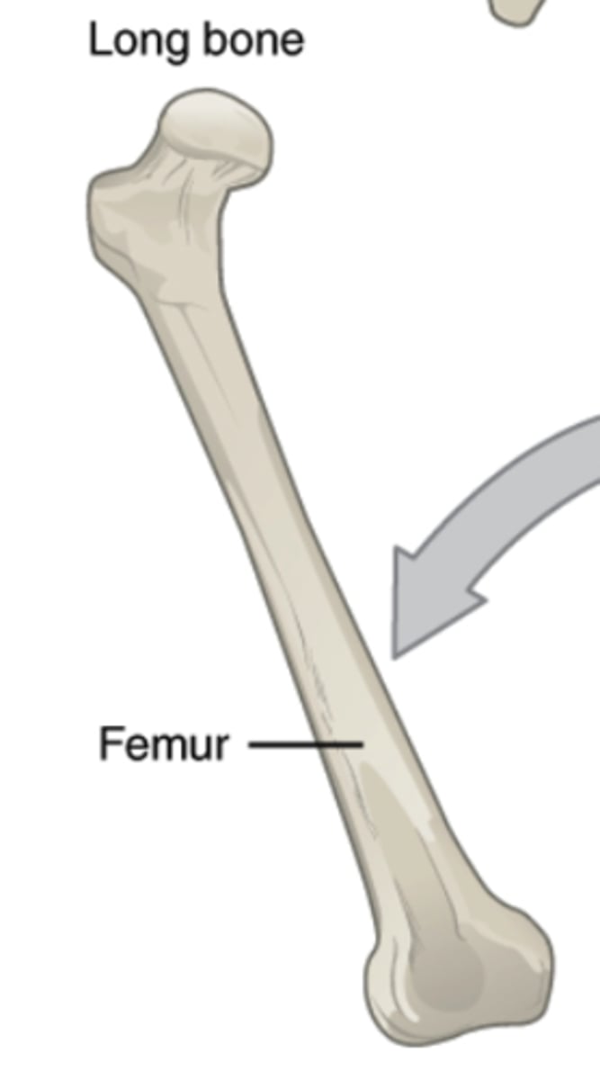 <p>shaft of a long bone</p>
