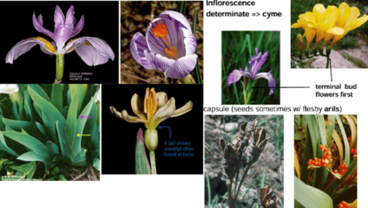 <p>What family has these characteristics? </p><p>Growth habit/Life history perennial herbs with bulbs, corms, or rhizomes</p><p>Leaves: </p><p>- simple, linear </p><p>- sheathing bases equitant (folded)</p><p>Inflorescence: determinate Cyme </p><p>Flowers: regular, perfect (bisexual) </p><p>Sepals + Petals (Tepals) 6 (all showy usually) often fused at base</p><p>Stamens: 3, distinct </p><p>Gynoecium: </p><p>3 fused carpels </p><p>1 style with 3+ branches (petaloid in Iris) </p><p>inferior ovary</p><p>Fruit = capsule (seeds sometimes w/ fleshy arils)</p>