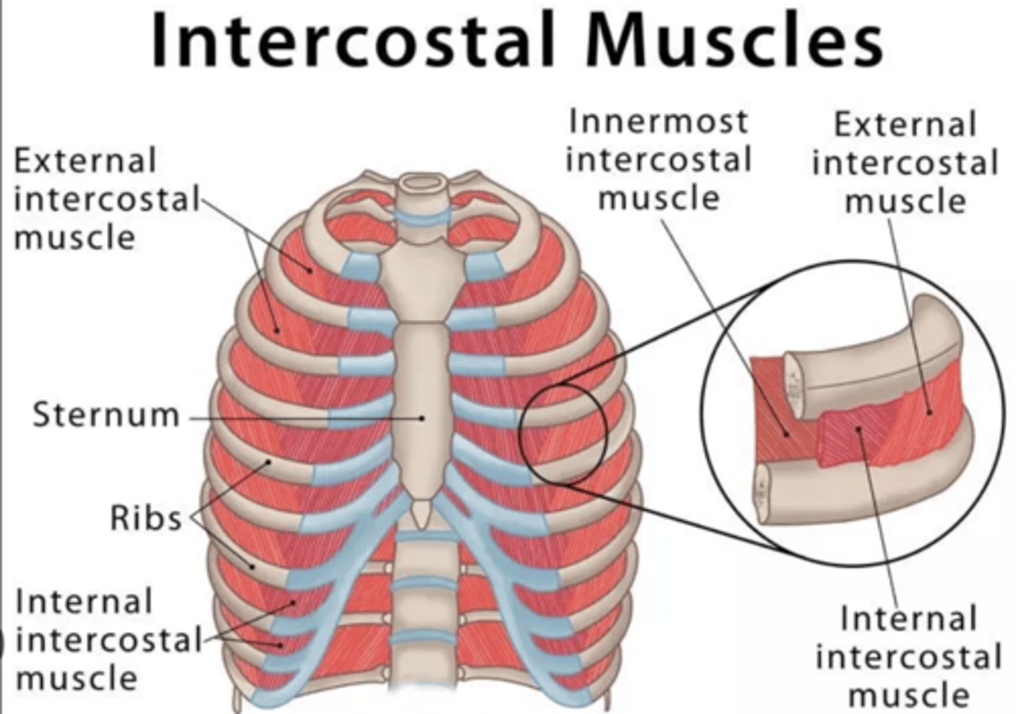 <p>Innervation is provided by somatic fibers from the CNS.</p><p>Diaphragm: will be provided with somatic motor fibers by the phrenic nerve (C3-C4-C5)</p><p>Intercostal muscles: provided with somatic motor fibers by the</p><p>intercostal nerves (which are the anterior/ventral branches of spinal nerves at thoracic level)</p>
