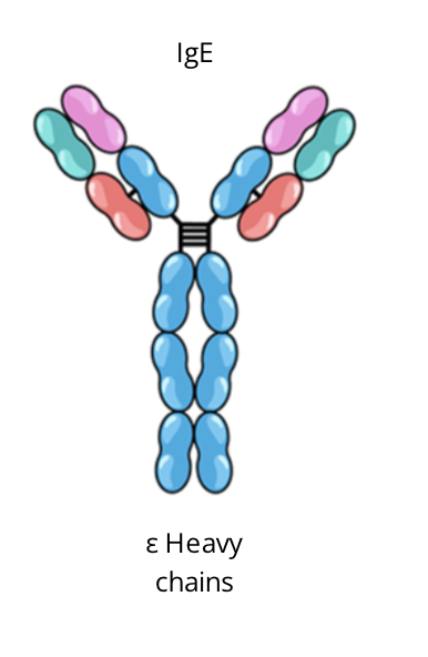 <ul><li><p>monomer when secreted by B cells</p></li><li><p>produced in excess during allergic reactions </p></li><li><p>has a role in immunity agains certain parasites ie. helminths </p></li></ul><p></p>