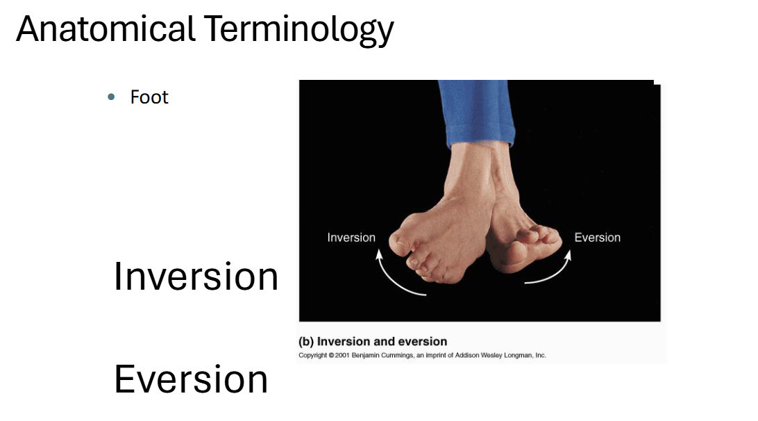 <p>FEET</p>