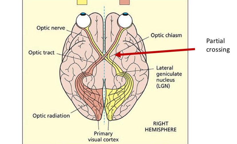 <ul><li><p>Info leaves each eye via <u>Optic nerve</u></p></li><li><p>then branches to multiple brain targets</p></li><li><p>Main and best studied pathway (about 90% of fibres) = <em>optic nerve → lateral geniculate nucleus (LGN) → primary visual cortex</em></p></li></ul><p></p>