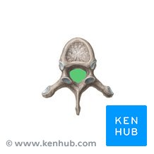 <p>name this bone or bone marking</p>
