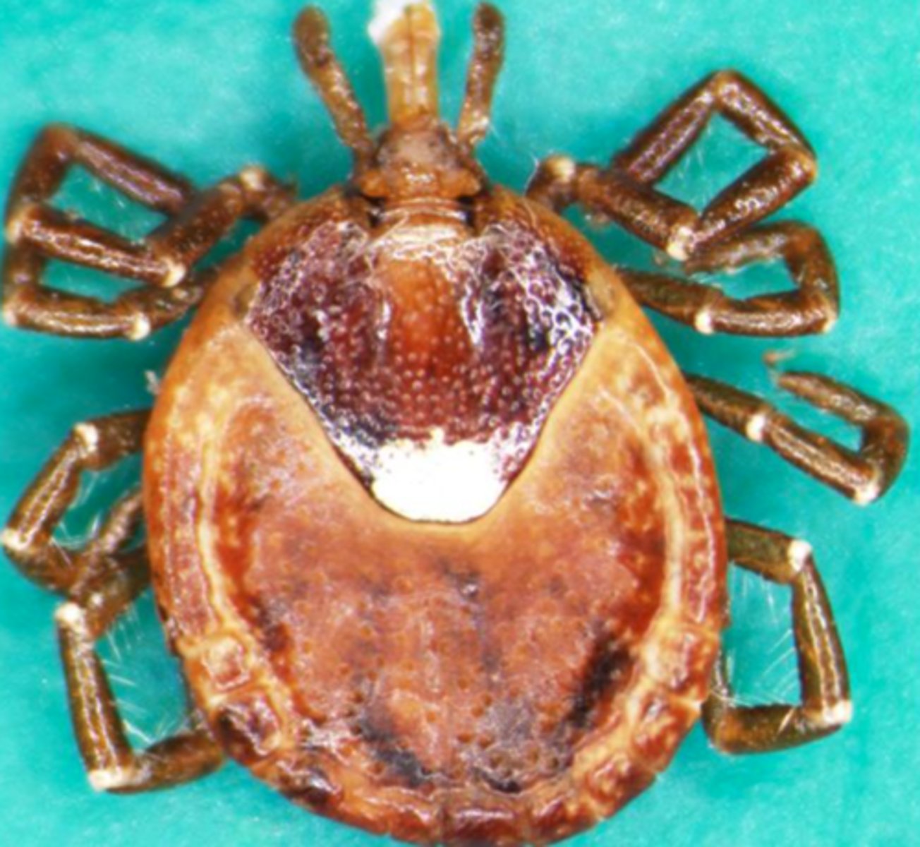 <p>The primary tick of Southeast US known as the Lone star tick</p>