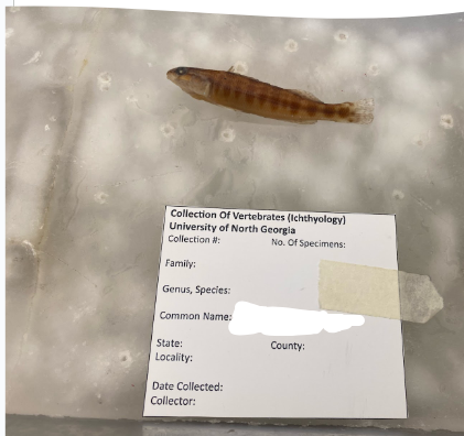 <p>Percina nigrofasciata </p><p>Blackbanded Darter</p>