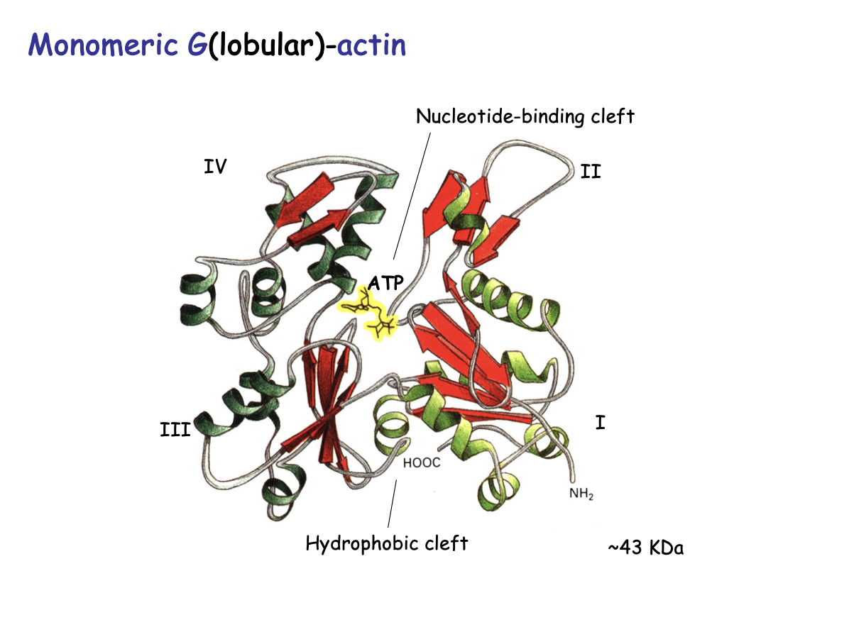 <p><strong>Globular (G) Actin</strong>:</p><ul><li><p>bi-lobe (two distinct lobes)</p></li><li><p>separated by a deep hydrohobic cleft</p><ul><li><p>binds ATP or ADP</p></li></ul></li><li><p>ATPase activity</p></li><li><p>43kDa</p></li></ul><p></p>