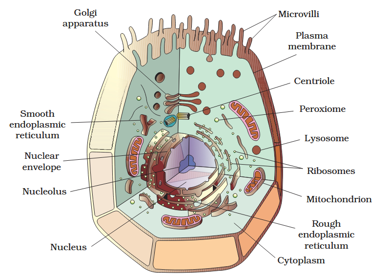 knowt flashcard image