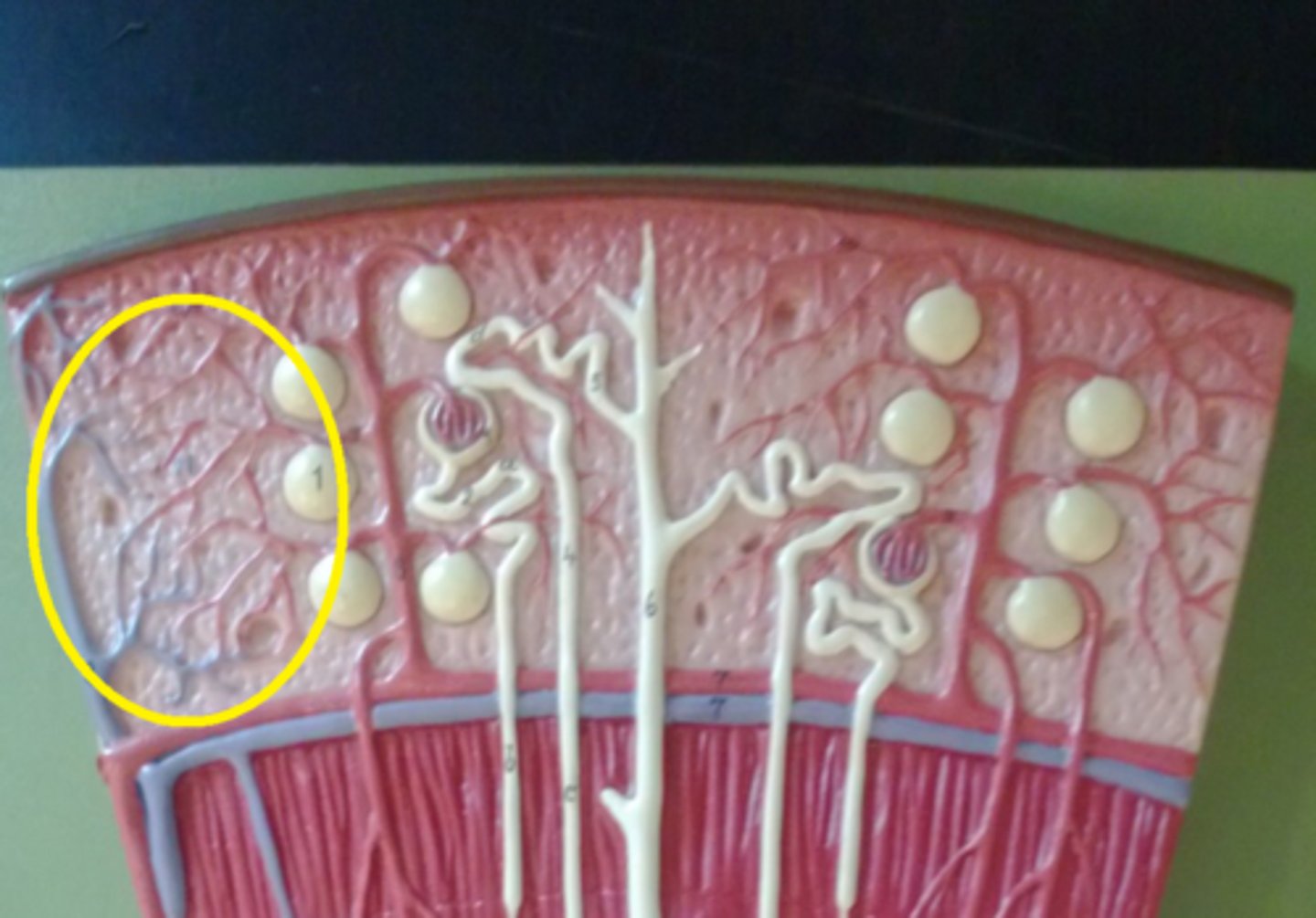 <p>Tiny blood vessels that connect arteries and veins. Allows oxygen and nutrients to pass from the blood to the tissues, and waste products to pass from the tissues to the blood.</p>