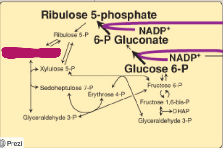<p>Label this step of the PPP.</p>