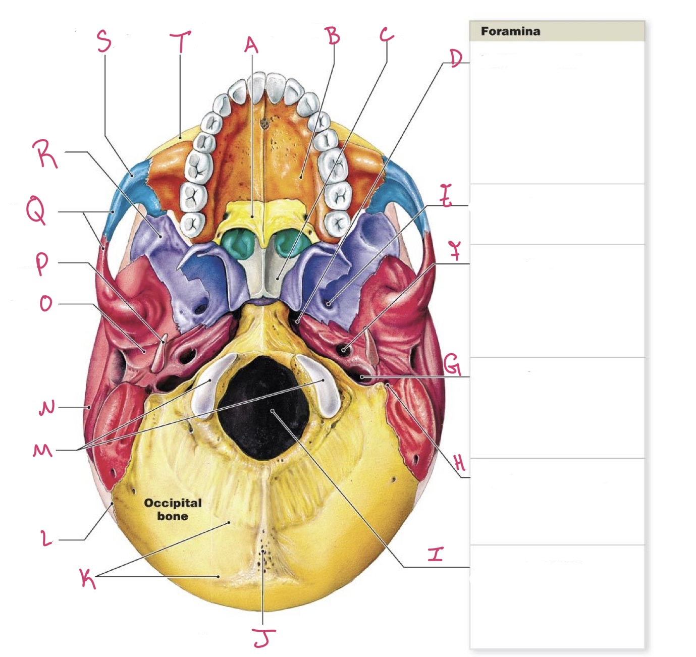 <p>Identify the structure labeled C</p>