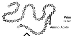 <p>A single amino acid chain</p>