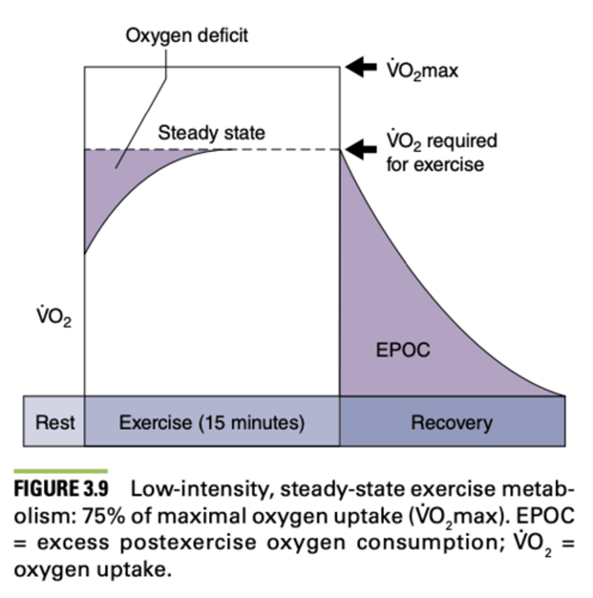 <p>- Replenishment of oxygen in blood and muscle</p><p>- ATP/CP resynthesis</p><p>- Increased body temperature, circulation, ventilation</p><p>- Increased triglyceride-fatty acid cycling</p><p>- Increased protein turnover</p><p>- Changes in energy efficiency during recovery</p>