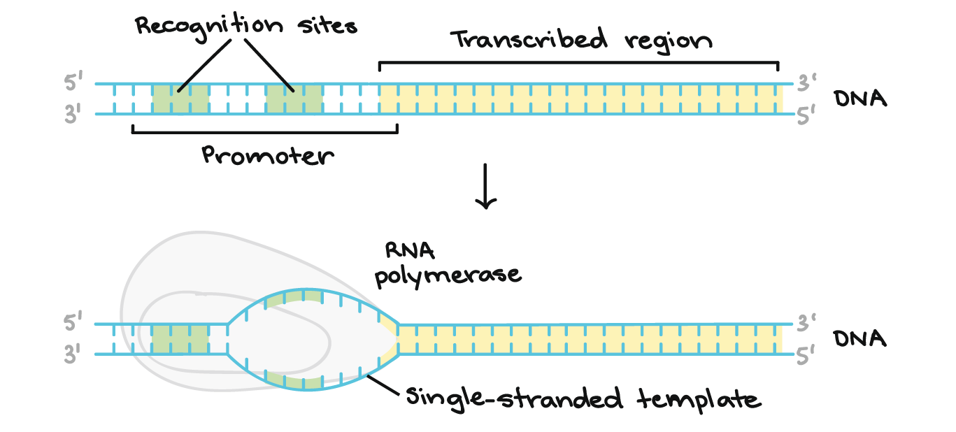 <p>determines where transcription initiates but is NOT part of the transcribe sequence</p><p>RNA polymerase binds here and transcription starts at a defined distance from the promoter (+1)</p>