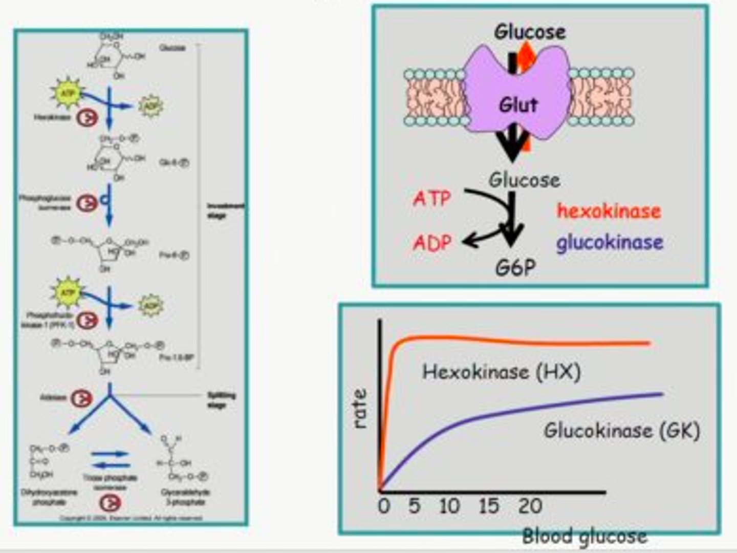 <p>Facilitated diffusion - the use of transporters.</p><p>This is only for polar compounds required for brain function such as glucose</p>