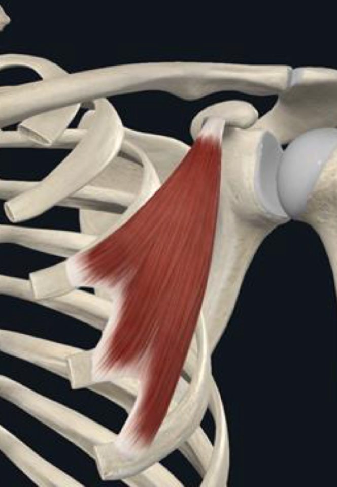 <p>What is the distal attachment of the pectoralis minor?</p>
