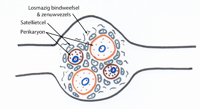 <p>= concentraties van perikarya van neuronen buiten CZS</p><ul><li><p>anatomisch onderscheid:</p><ul><li><p>spinale ganglia</p></li><li><p>craniale ganglia</p></li><li><p>autonome ganglia</p></li></ul></li><li><p>ganglia (meestal) omgeven door bindweefselkapsel</p><ul><li><p>grotere perikarya in ganglia: omgeven door satellietcellen (= kapselcellen)</p></li><li><p>rond satellietcellen: basale membraan</p></li><li><p>losmazig bindweefsel met capillairtjes (vergelijkbaar met endoneurium) &amp; zenuwvezels</p></li><li><p>huls van satellietcellen: gaat thv axon over in huls gevormd door Schwann-cellen</p></li></ul></li></ul><p></p>