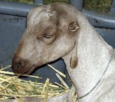 <p>Lamancha</p>