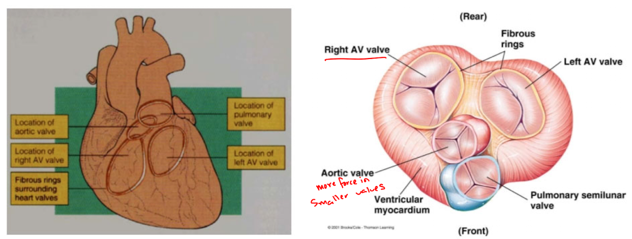 <ul><li><p>Separates the atria from the ventricles and provides a rigid base for attachment of the heart valves and the cardiac muscle</p></li><li><p>A ring of dense fibrous connective tissue surrounds each other the valves of the heart</p></li></ul><p></p>