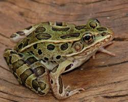 <p>Northern Leopard Frog</p>