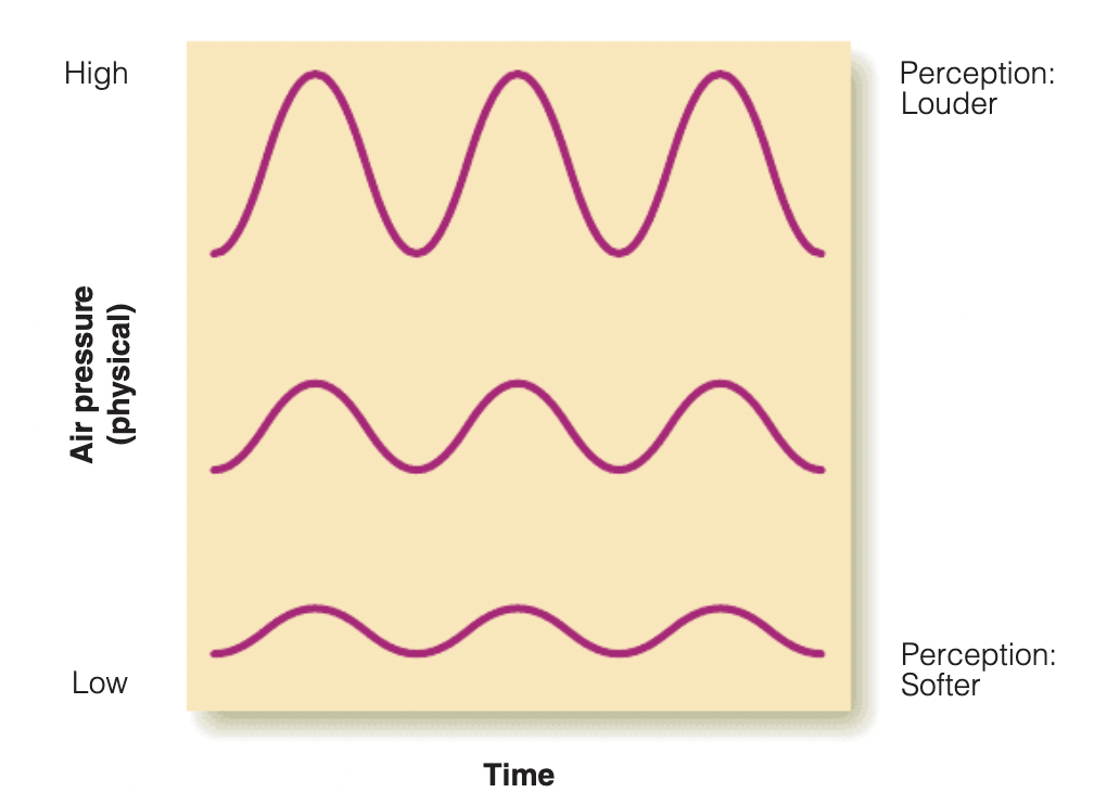 <p>Greater loudness </p><ul><li><p>Amplitude is the difference in pressure between the high and low peaks of the sound wave</p><ul><li><p><span>Measured in decibels (dB), which converts the large range of sound pressures into a more manageable scale</span></p></li><li><p>Pressure measured in Pascals</p></li></ul></li></ul>