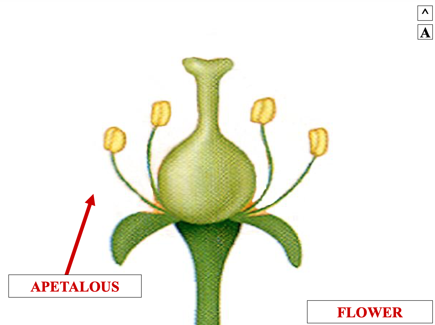 <p>apetalous means petals are</p>