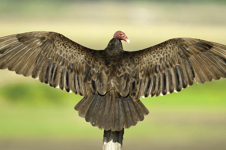 <p>Turkey Vulture</p>